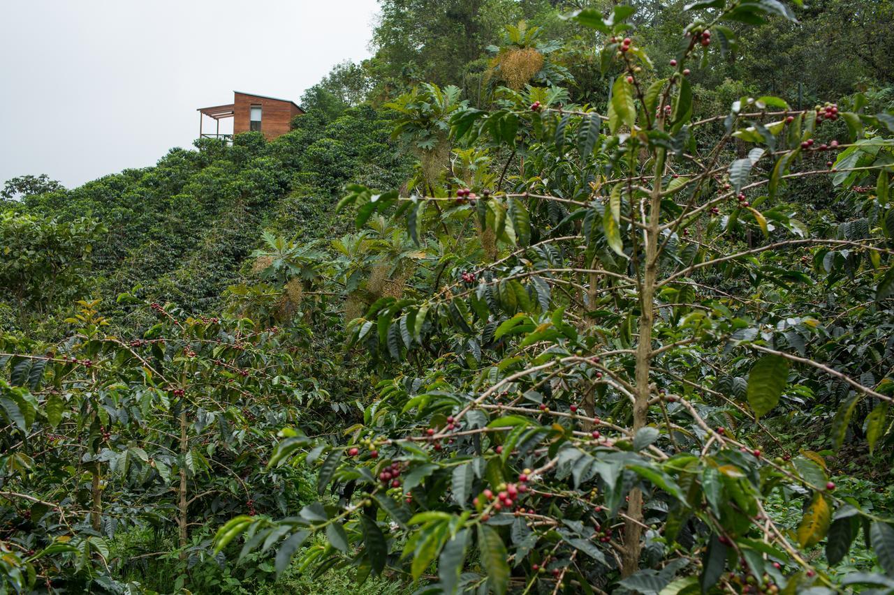 Coffee & Adventure Hotel By La Palma Y El Tucan Zipacon Exterior photo